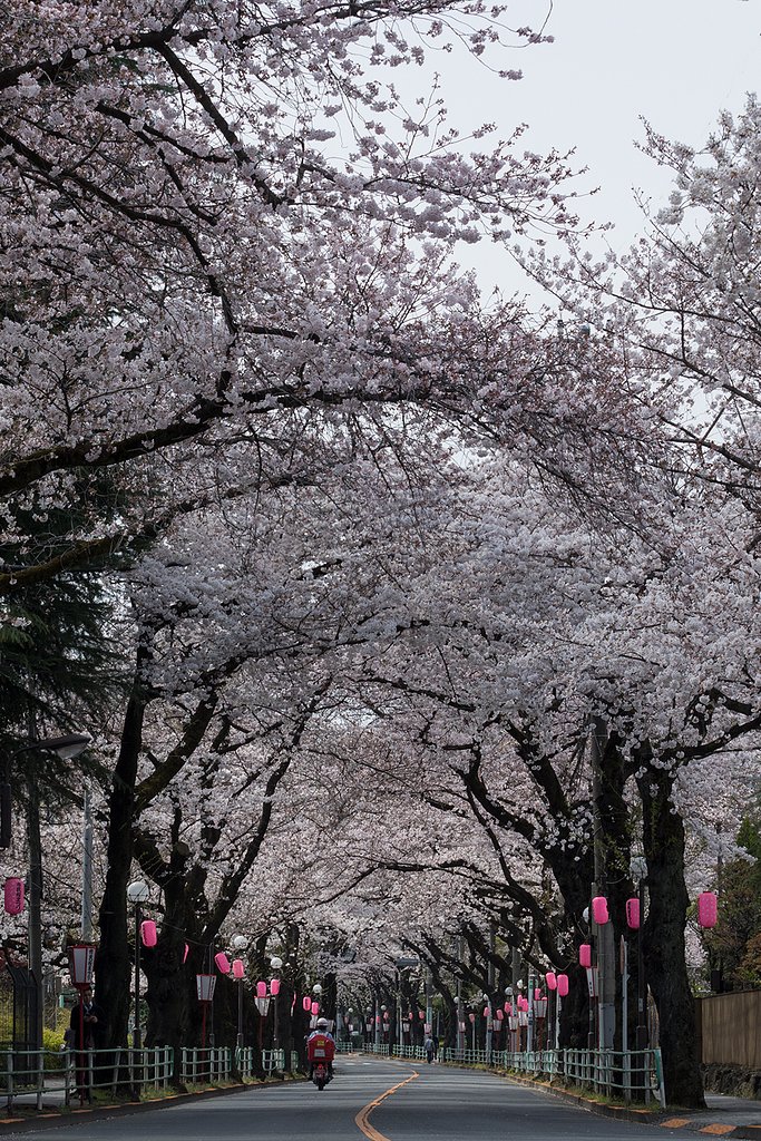 桜の便りを配達