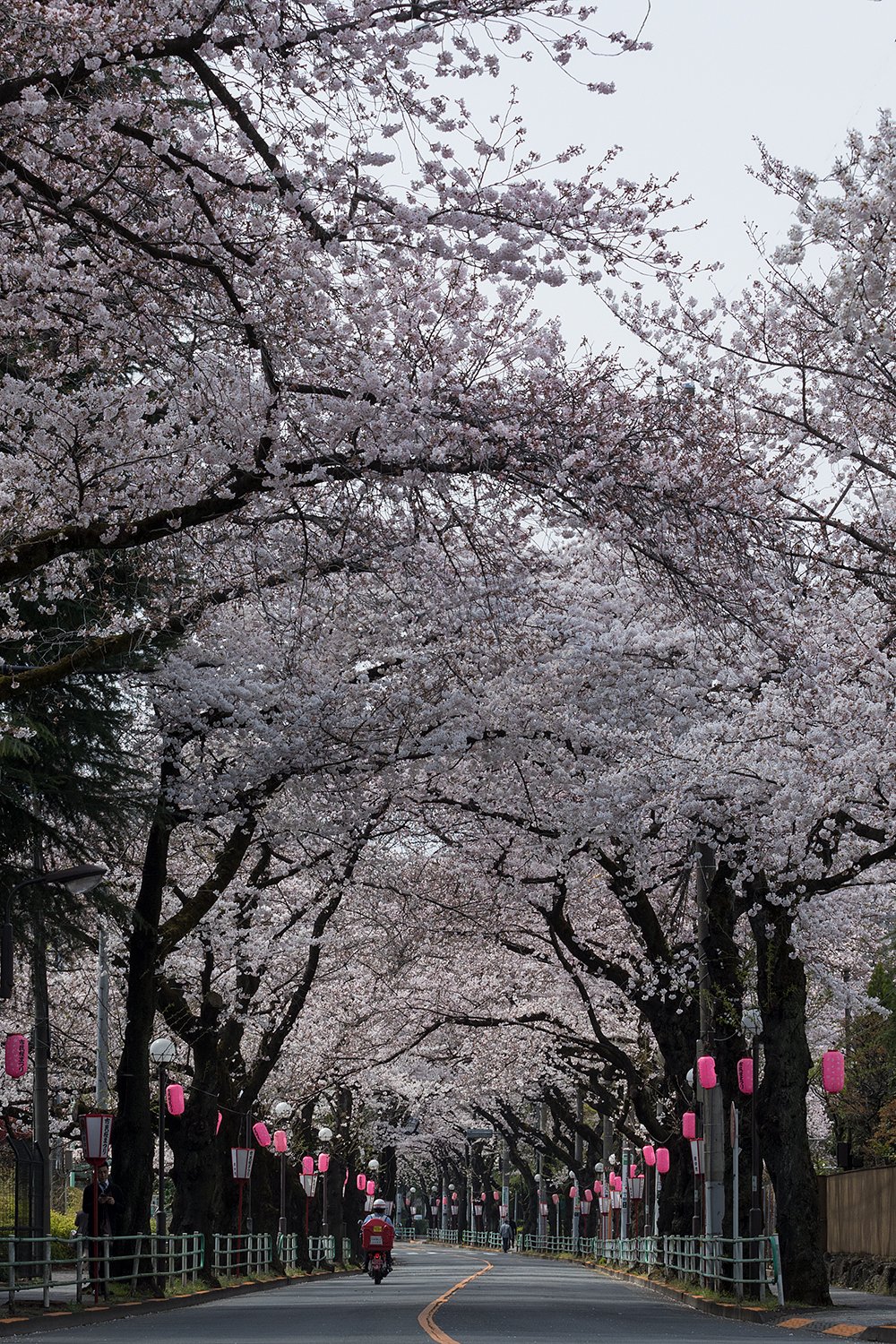 桜の便りを配達