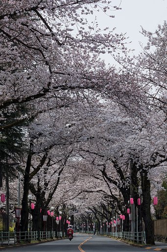 桜の便りを配達