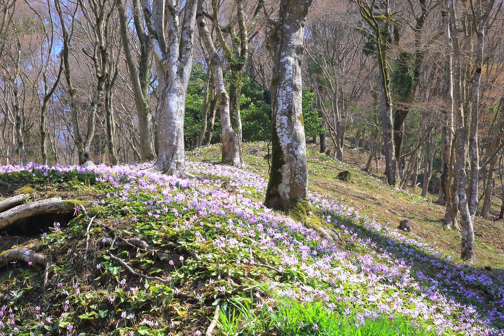 カタクリの山
