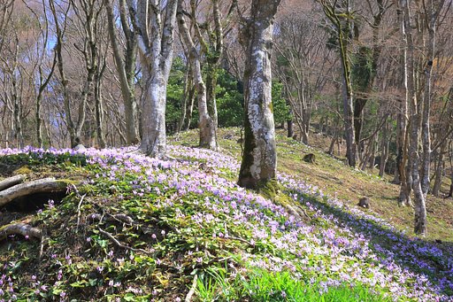 カタクリの山