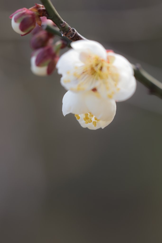 CONTAX645AMP120mmF4