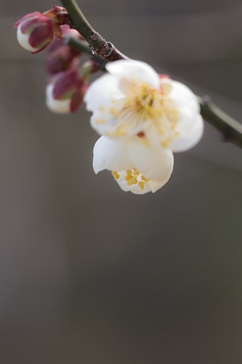 CONTAX645AMP120mmF4