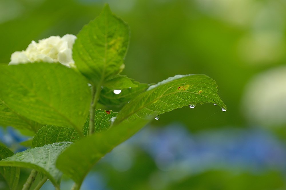 『光』梅雨のしずくの光