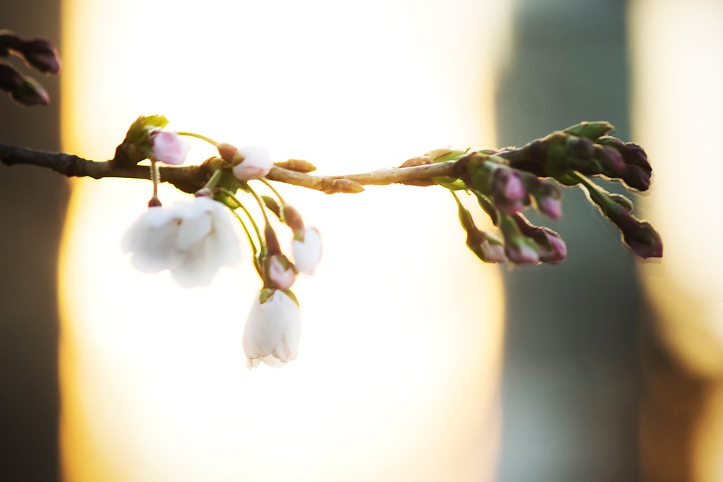 始まりの桜一枝