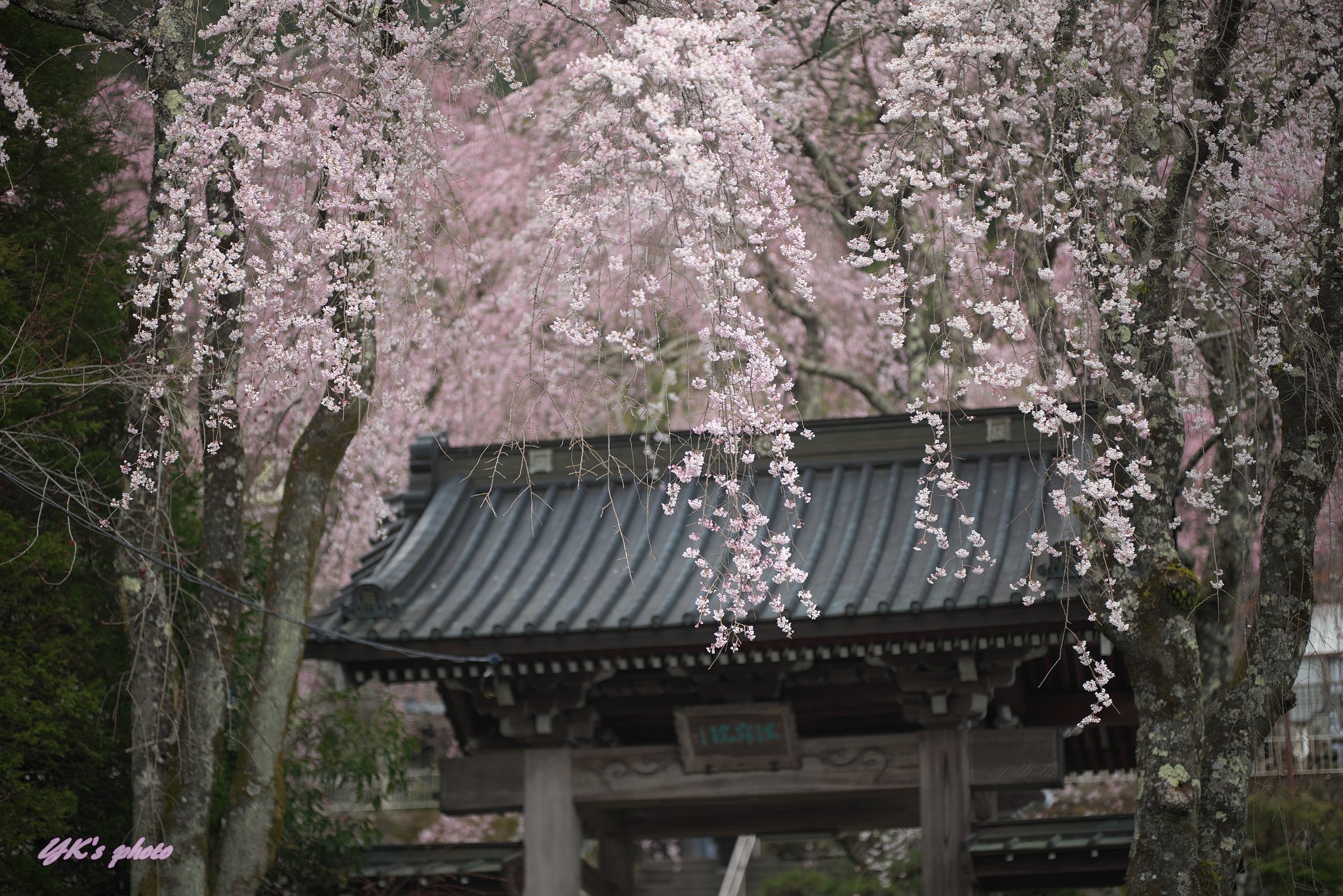 Otus 85mm F1.4 ZF2