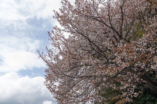 山桜