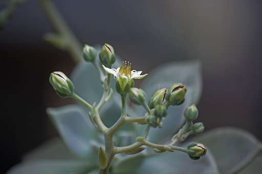 多肉の花