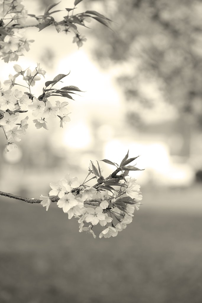 桜