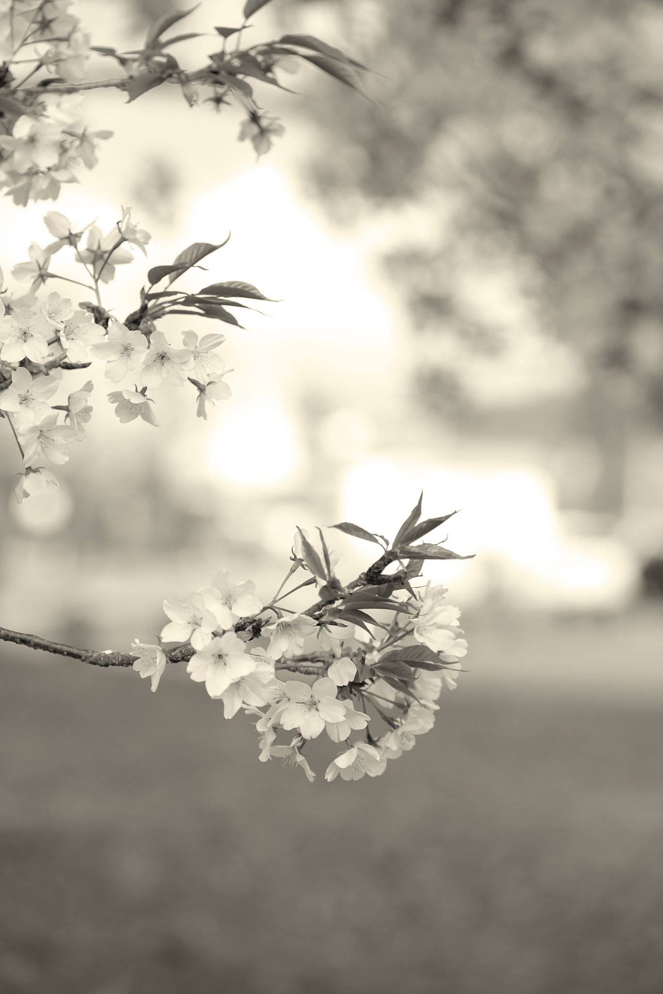 桜