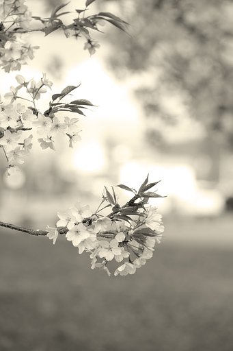 桜