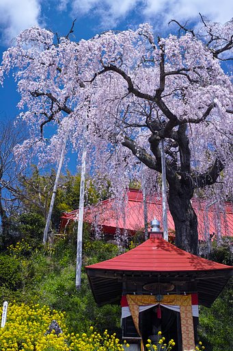 大聖寺ベニシダレ桜
