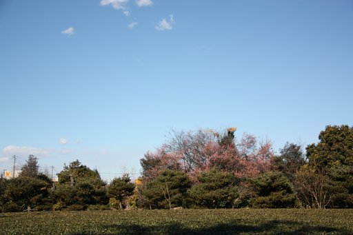 お散歩で