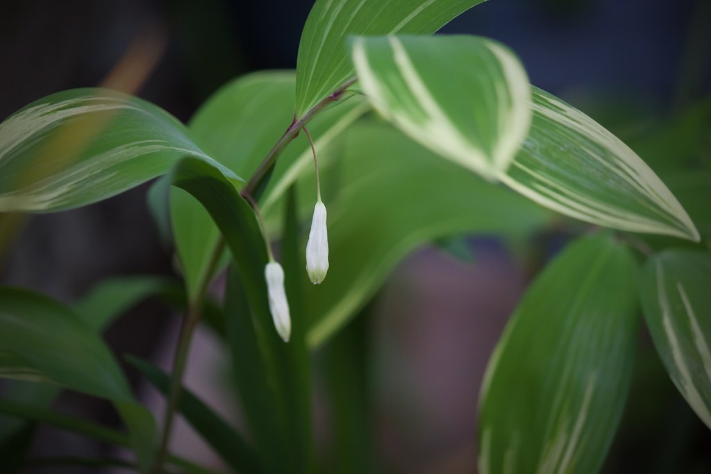 子供の頃からある花