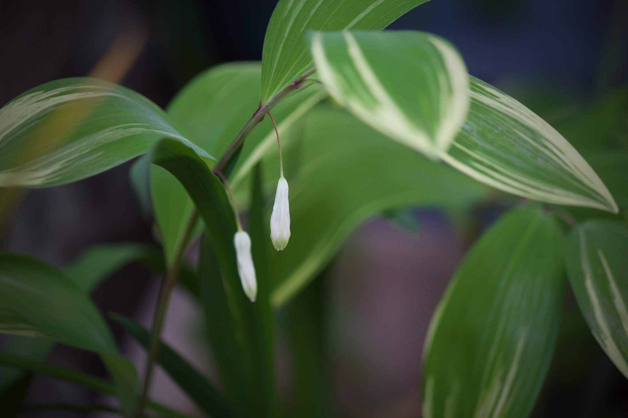 子供の頃からある花