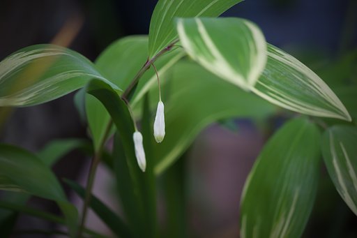 子供の頃からある花