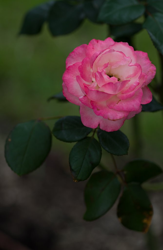SIGMA MACRO 70mm F2.8