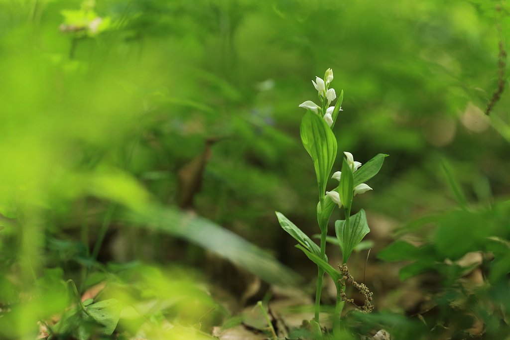 深窓の佳人