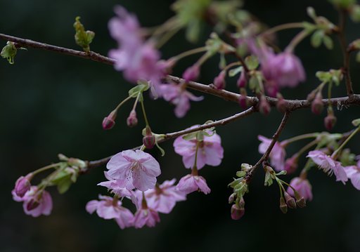 河津桜