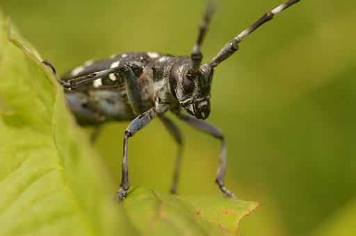 ゴマダラカミキリ