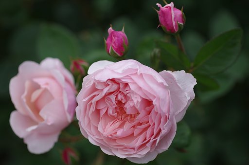 SIGMA MACRO 70mm F2.8