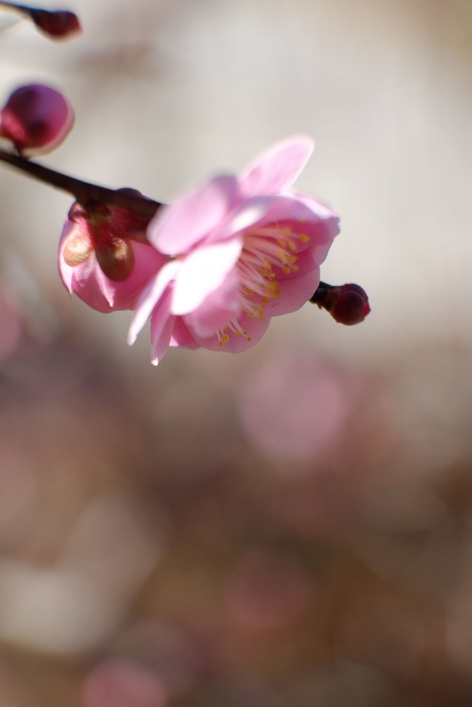 紅梅