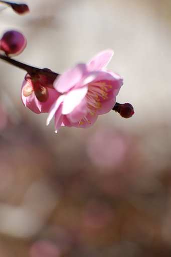 紅梅