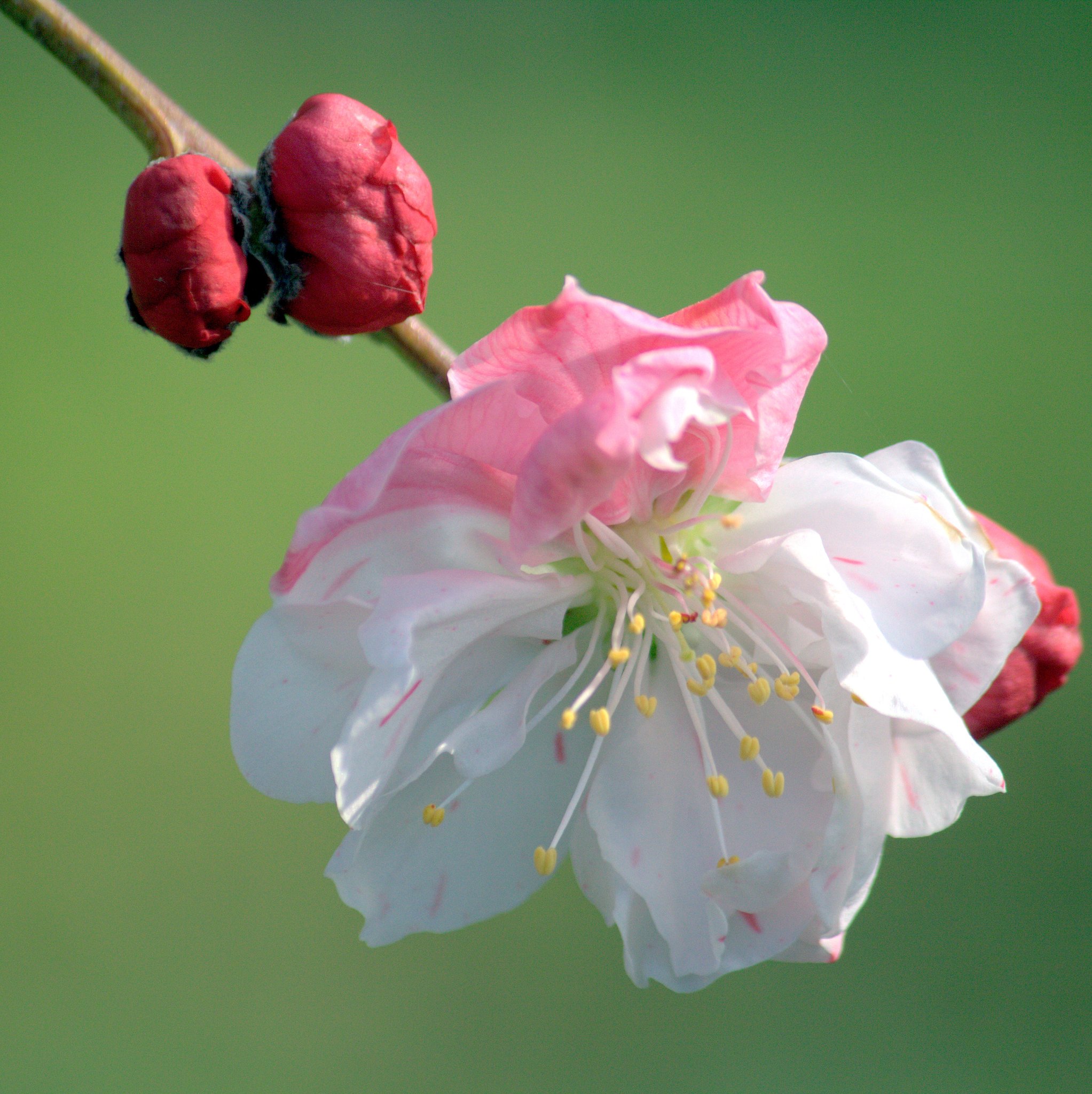 梅の花　２