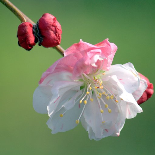 梅の花　２