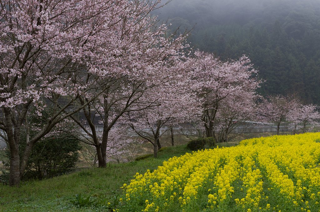霧の桜
