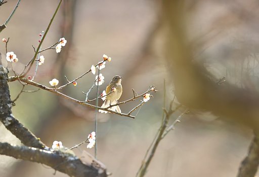 春がいっぱい