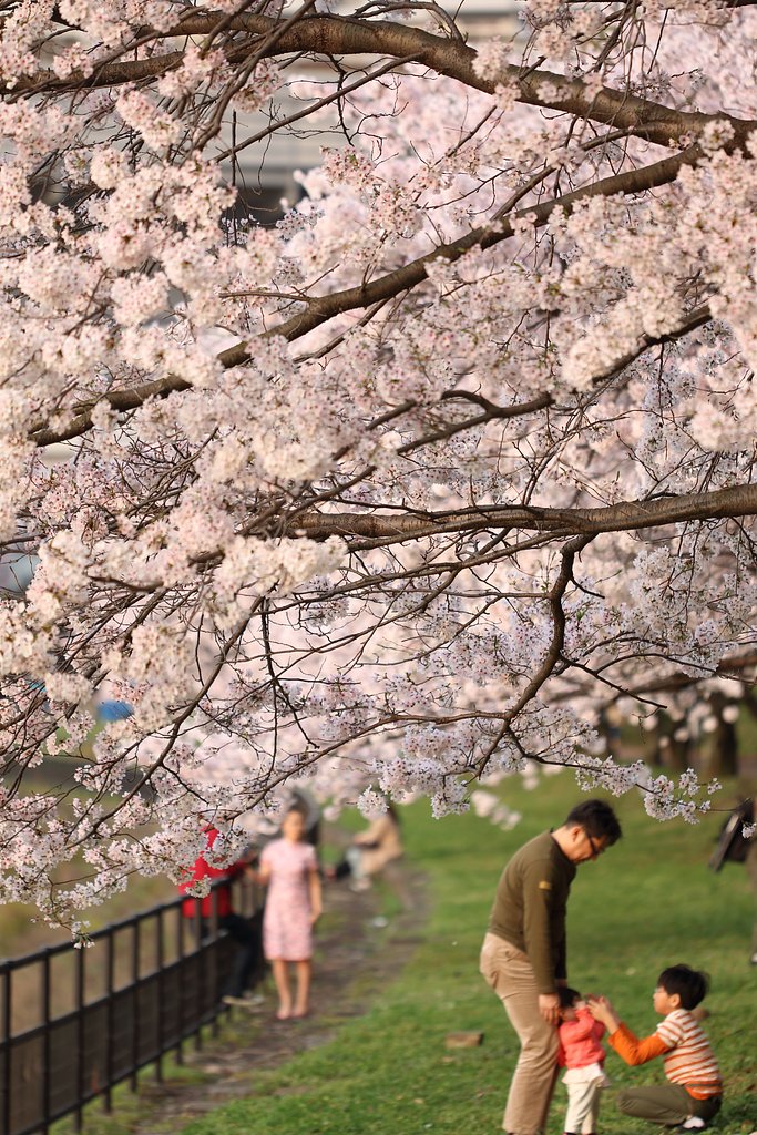 河岸緑地のお花見風景