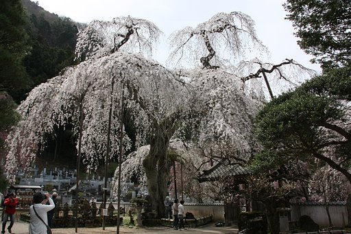 しだれ桜