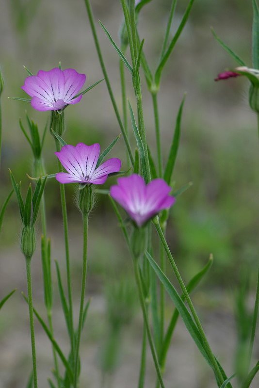 清楚な花