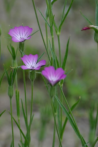 清楚な花