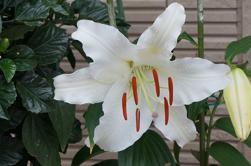 かさぶらんか