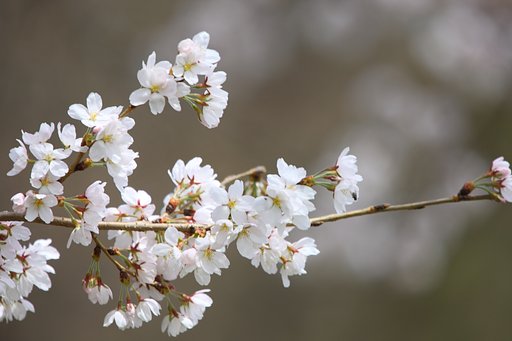愛宕さまの桜　アップ