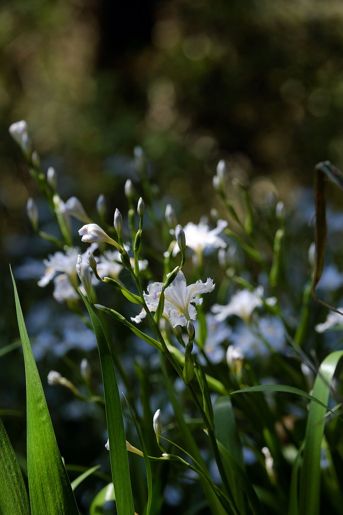 しゃが