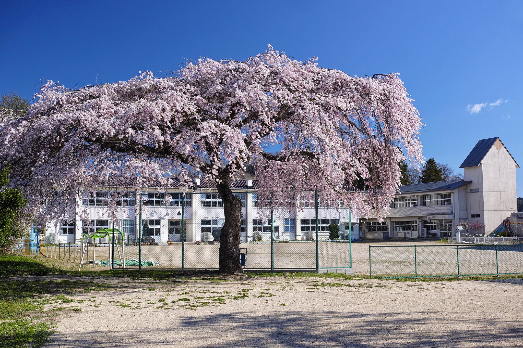 校庭の桜