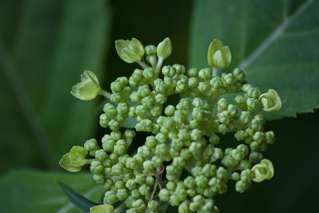山紫陽花