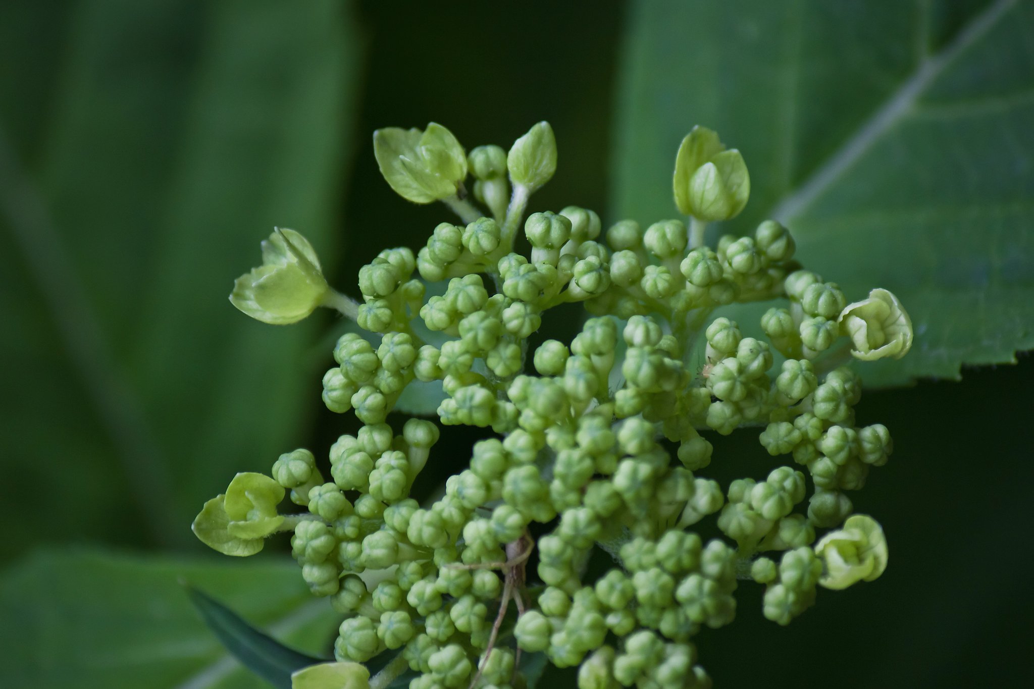 山紫陽花