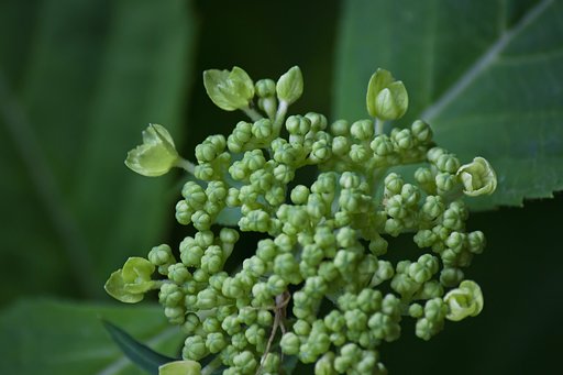 山紫陽花