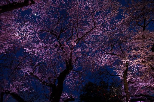 夜桜ライトアップ
