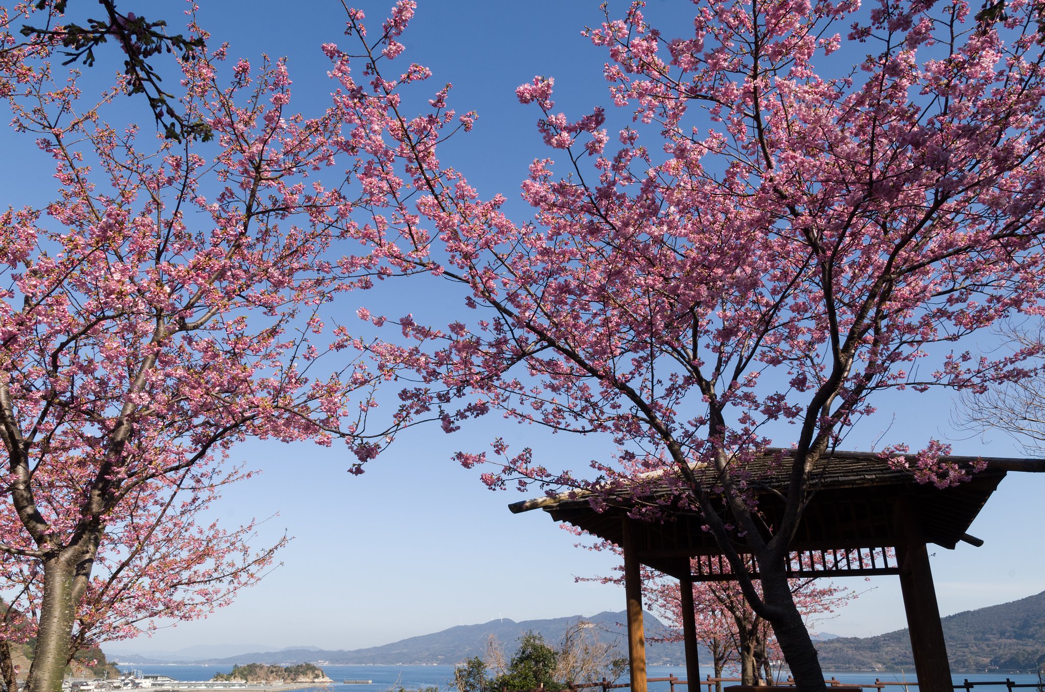 河津桜