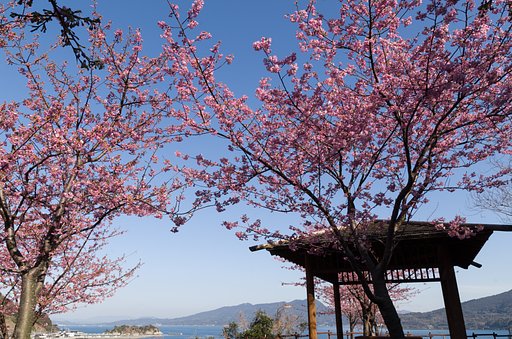 河津桜