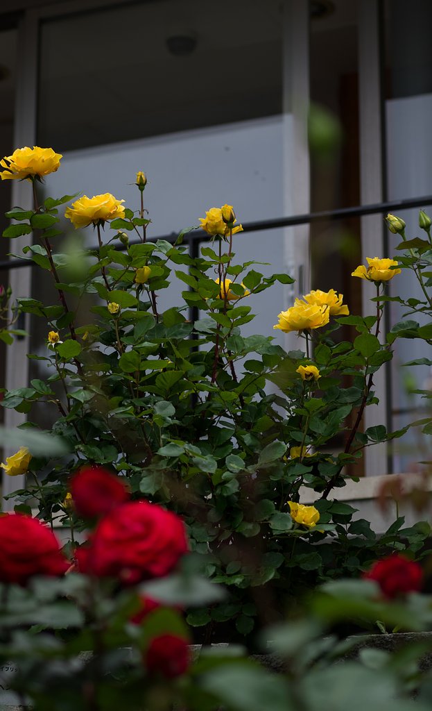 SIGMA MACRO 70mm F2.8