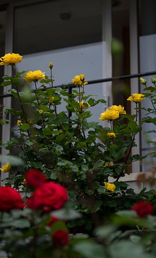 SIGMA MACRO 70mm F2.8