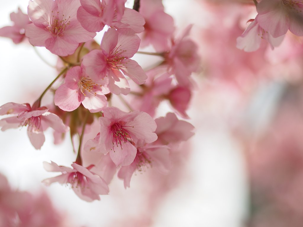 コシナツァイス Makro Planar 50mm/F2