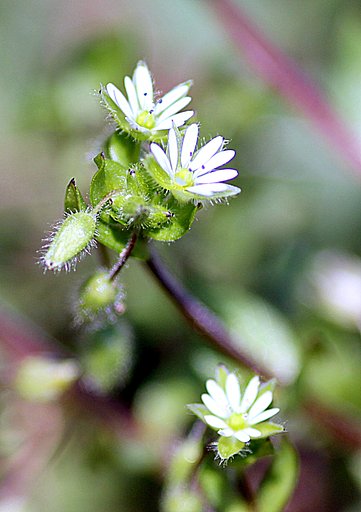 野草