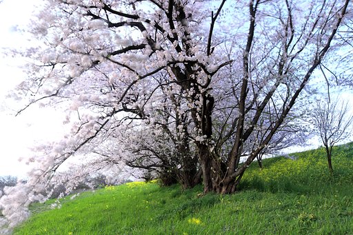 強風下の花撮り